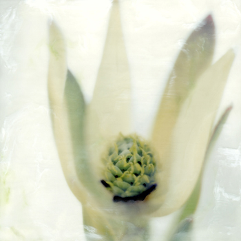 Shoshannah White, <i>Leucadendron</i>, photo and wax